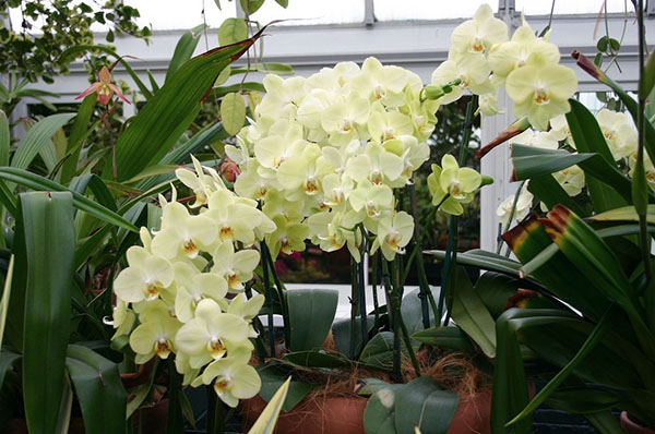 Houdt van de bloeiende orchideeën in het oog