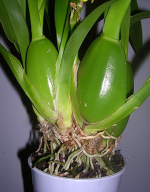 Orchideeën van het sympodiale type worden vermenigvuldigd met bushdeling