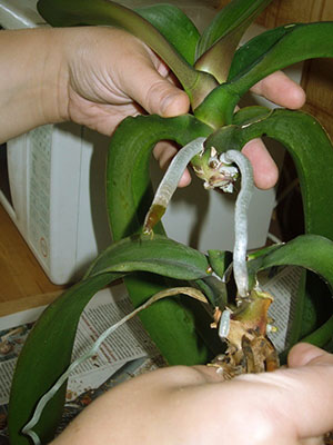 Один из способов размножения орхидеи - срез верхушечного черенка с воздушными корнями