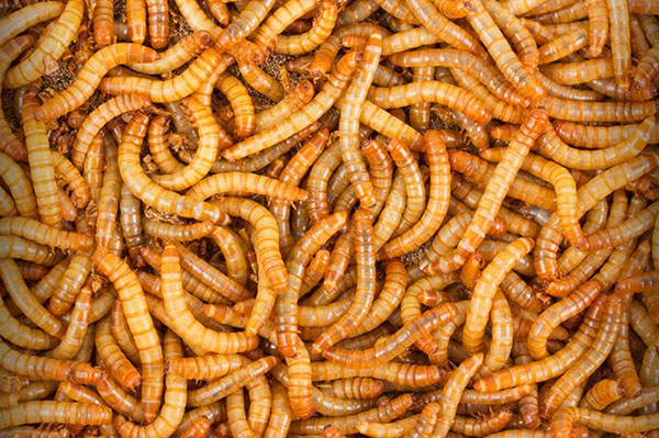 Cum să faci bani pe viermi. Ep. 49 - Mealworms lupta împotriva viermilor la oameni