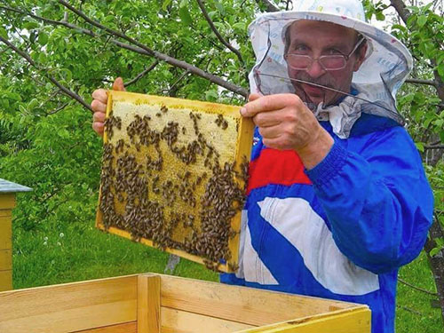 Verzameling van honing in de bijenstal