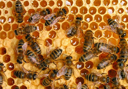 Den mest användbara honungen är honung som samlas in av bin