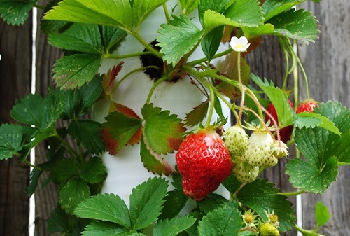 jordbær i en blomsterseng av et rør