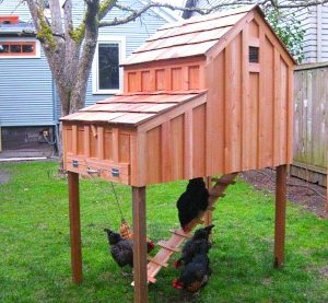 пилећа кућа у земљи