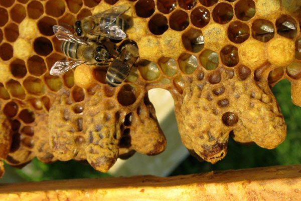 Chov včiel s neplodnou maternicou