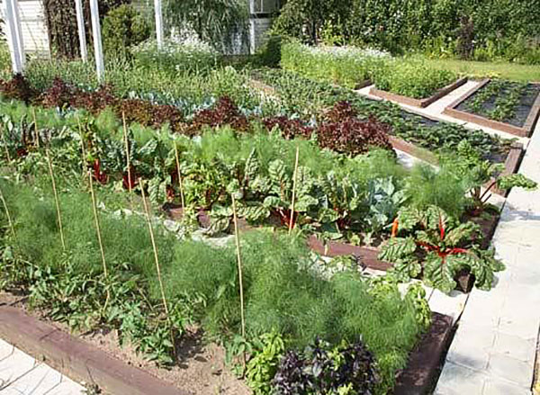 tät plantering av grönsaker av olika mognad