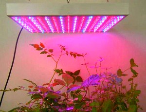 LED paneli