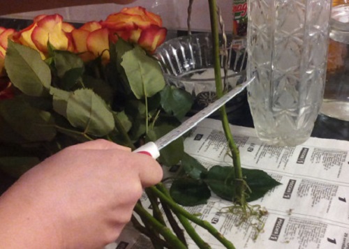 memotong serong pada mawar
