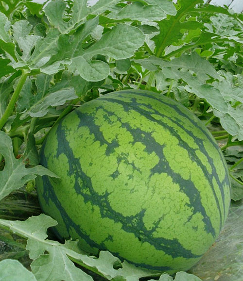 Vattenmelon, denna säsongsbetonade bär