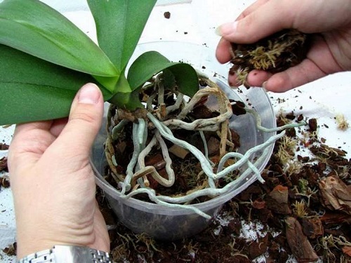 plantio de orquídeas