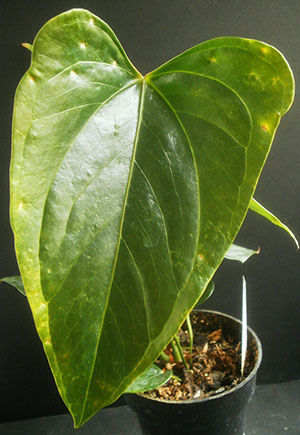 Bladen av anthurium var bebodda av skadedjur