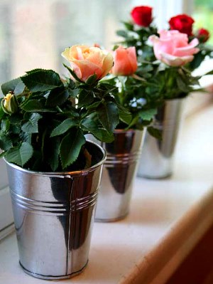 rozen in potten