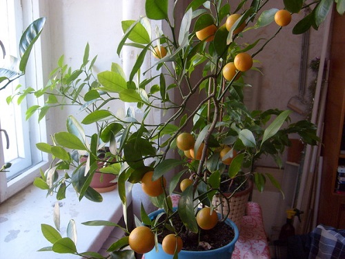 mandarinsko drevo