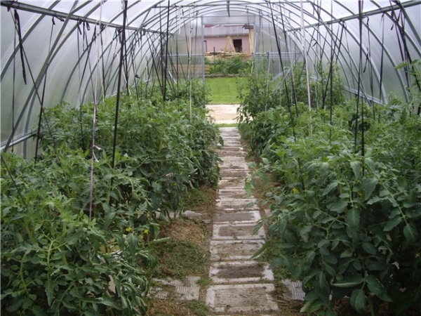 tomato di rumah hijau