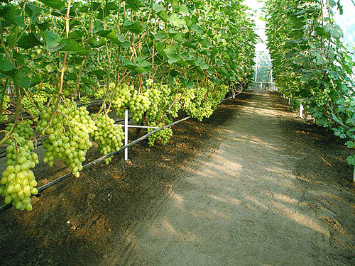 Pematuhan agroteknologi anggur tumbuh memberikan hasil yang baik