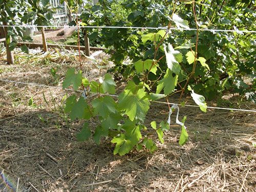 Cuidado das uvas no primeiro ano