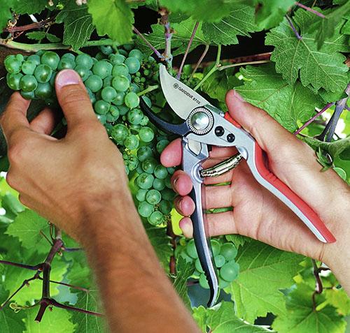 Formando um arbusto de uvas