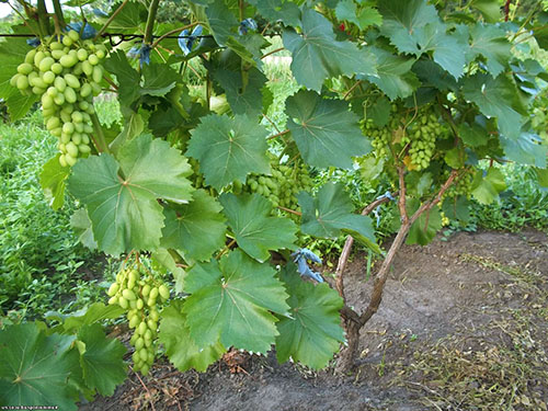 Dobro ohranjen grm grozdja z zorenjem grozdov