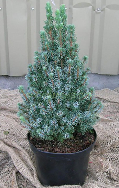 Sanders Blue fir