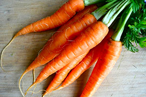 Морковь после проведения яровизации семян