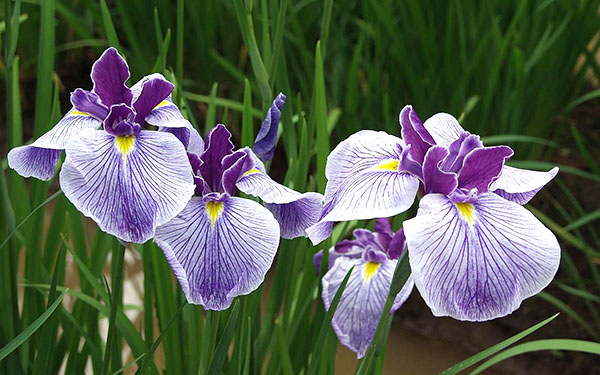 dichtbij planten van irissen - de reden voor hun niet bloeiende