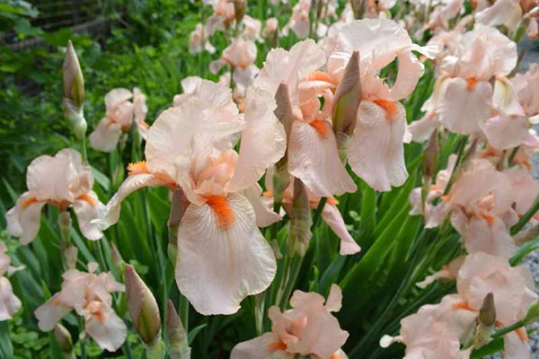 korrekt planting av iris vil sikre deres rikelig blomstring