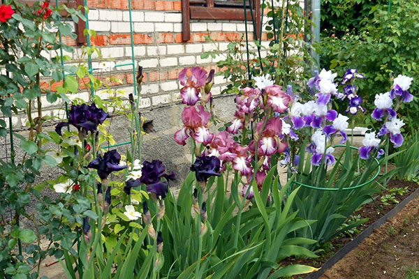 Siberische irissen zijn niet pretentieus in de zorg