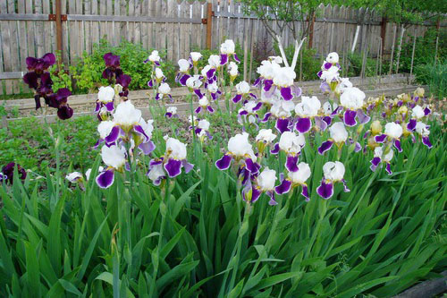 det är nödvändigt att välja rätt slags iris