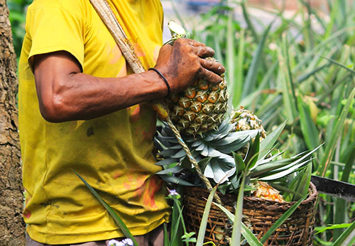 Efter skörd från fältet ändras inte smaken av ananas