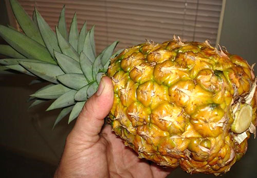 Köp ananas med elastisk skorpa och grön tuft