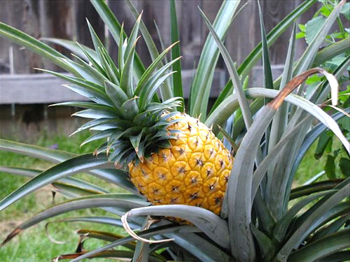 Ananas är mogen och klar att användas