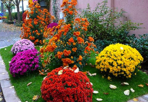Nízkorozpočtové chryzantémy pre kvetinové záhony