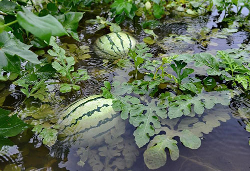 De smaak van watermeloen heeft invloed op de weersomstandigheden