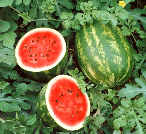 En god høsting av vannmeloner er bare mulig med riktig valg av landingsstedet