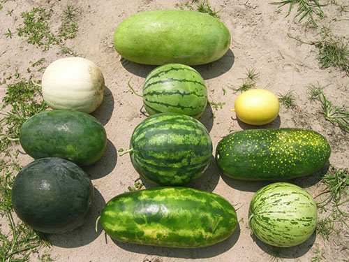 Watermeloenen van verschillende variëteiten