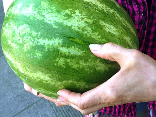 I moden vannmelon skiller den skadede barken ikke ut juice