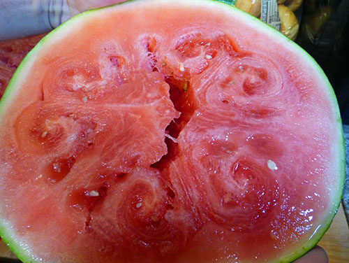 Bij watermeloenen met een trage zachte korst een onaangename smaak