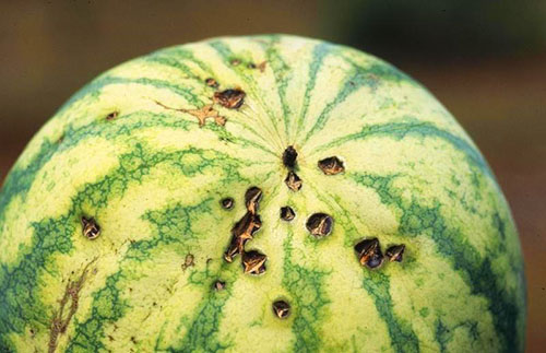 Vattenmelon som påverkas med antracis eller scab