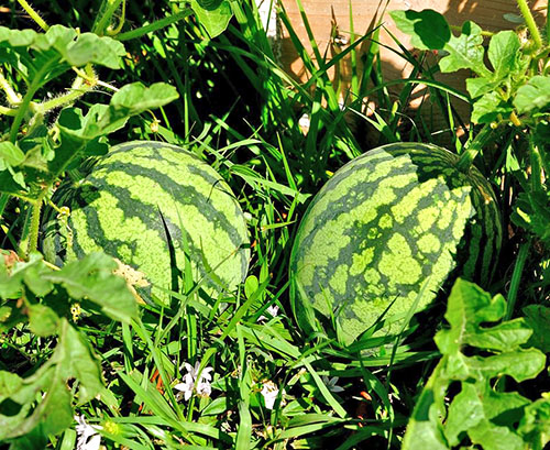 Vannmeloner i hagen
