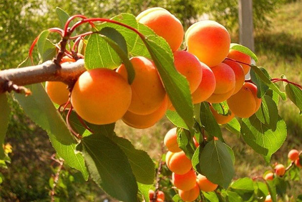 aprikos från stenen i landet