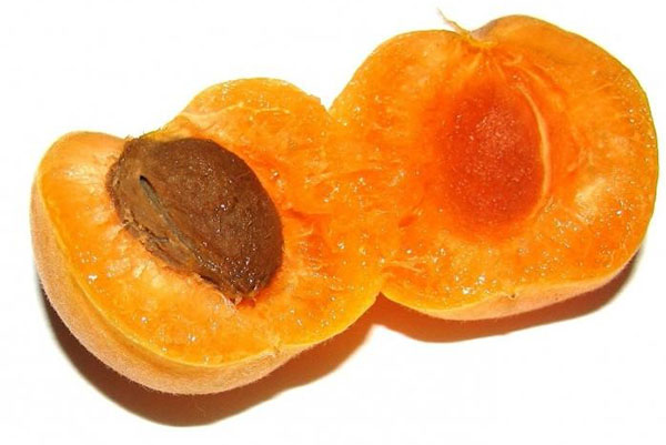 ben av mogen aprikos