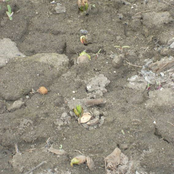 semeando sementes em Zhelezov