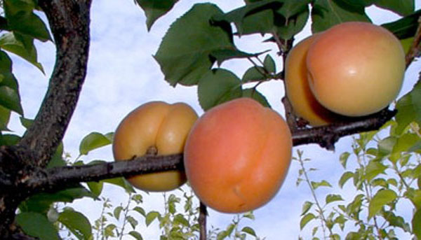 aprikoser i Khakassia