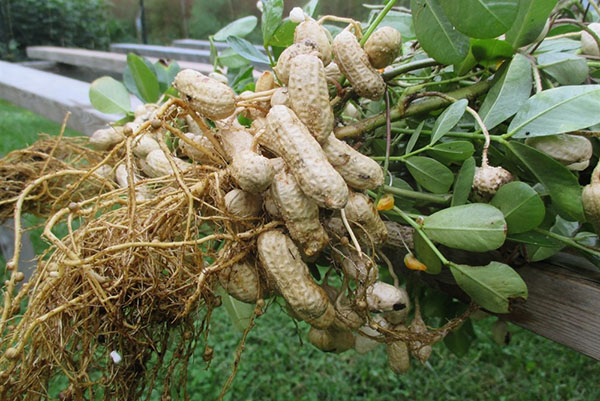 kako uzgajati kikiriki u vikendici