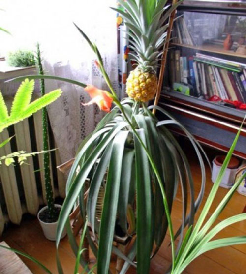 Ananas hjemme