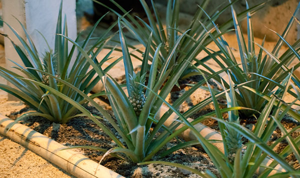 voksende ananas fra røttene