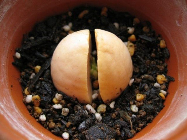klíčenie semien avokáda v pôde