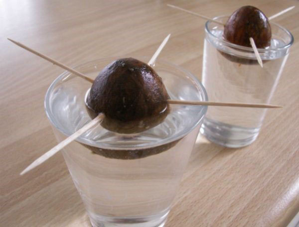 avokado tohumları su içinde filizlenme