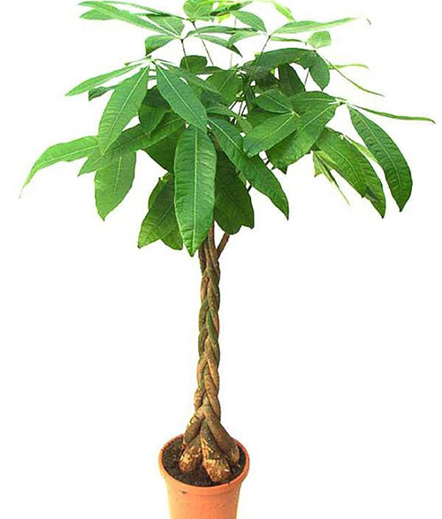 vorming van avocado boom