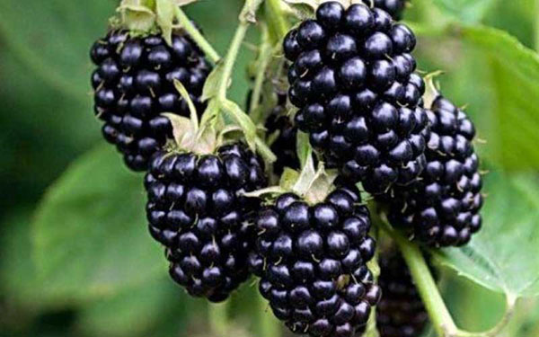 berry blackberry Ruben sangat boleh diangkut